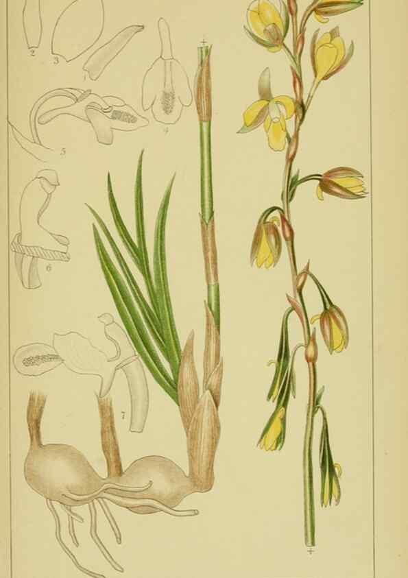Reproducción/Reproduction 9730693235: Icones orchidearum austro-africanarum extra-tropicarum :. London :W. Wesley,1896-1913.
