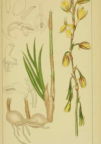 Reproducción/Reproduction 9730693235: Icones orchidearum austro-africanarum extra-tropicarum :. London :W. Wesley,1896-1913.