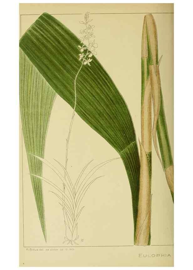 Reproducción/Reproduction 9730695617: Icones orchidearum austro-africanarum extra-tropicarum :. London :W. Wesley,1896-1913.