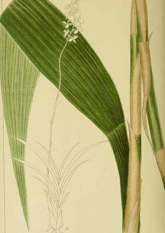 Reproducción/Reproduction 9730695617: Icones orchidearum austro-africanarum extra-tropicarum :. London :W. Wesley,1896-1913.
