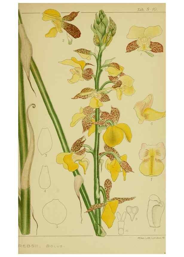 Reproducción/Reproduction 9730828879: Icones orchidearum austro-africanarum extra-tropicarum :. London :W. Wesley,1896-1913.