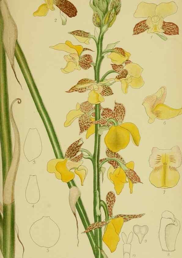 Reproducción/Reproduction 9730828879: Icones orchidearum austro-africanarum extra-tropicarum :. London :W. Wesley,1896-1913.