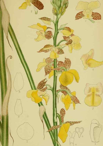 Reproducción/Reproduction 9730828879: Icones orchidearum austro-africanarum extra-tropicarum :. London :W. Wesley,1896-1913.