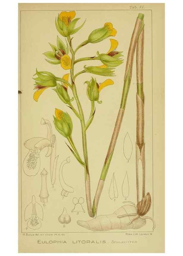 Reproducción/Reproduction 9734058612: Icones orchidearum austro-africanarum extra-tropicarum :. London :W. Wesley,1896-1913.