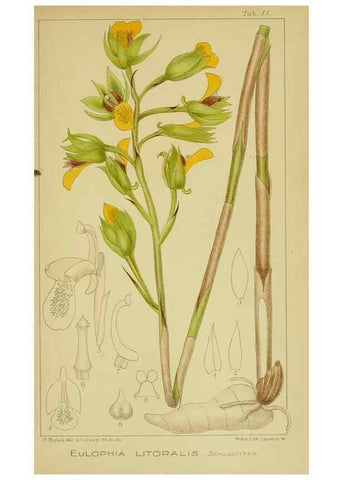 Reproducción/Reproduction 9734058612: Icones orchidearum austro-africanarum extra-tropicarum :. London :W. Wesley,1896-1913.