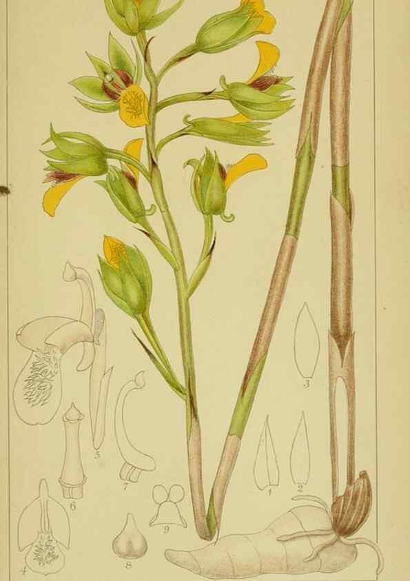 Reproducción/Reproduction 9734058612: Icones orchidearum austro-africanarum extra-tropicarum :. London :W. Wesley,1896-1913.