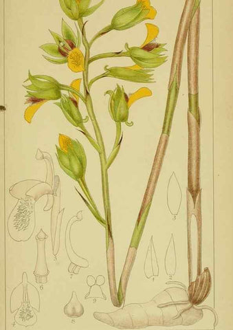 Reproducción/Reproduction 9734058612: Icones orchidearum austro-africanarum extra-tropicarum :. London :W. Wesley,1896-1913.