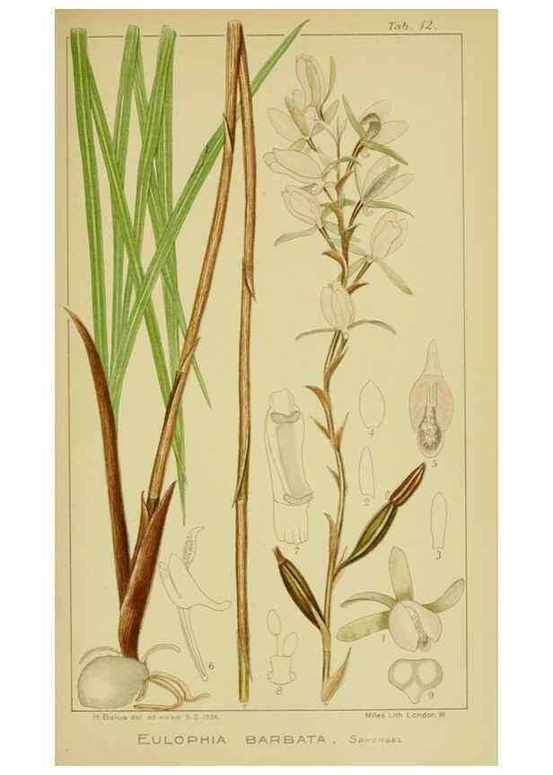 Reproducción/Reproduction 9734060194: Icones orchidearum austro-africanarum extra-tropicarum :. London :W. Wesley,1896-1913.