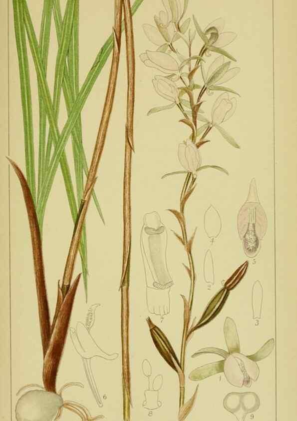 Reproducción/Reproduction 9734060194: Icones orchidearum austro-africanarum extra-tropicarum :. London :W. Wesley,1896-1913.