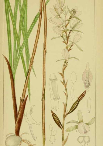 Reproducción/Reproduction 9734060194: Icones orchidearum austro-africanarum extra-tropicarum :. London :W. Wesley,1896-1913.