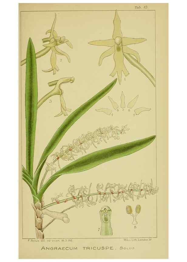 Reproducción/Reproduction 9730834263: Icones orchidearum austro-africanarum extra-tropicarum :. London :W. Wesley,1896-1913.