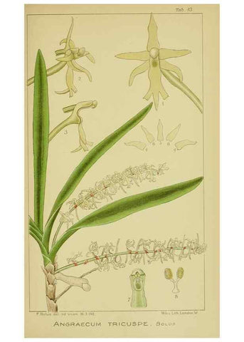 Reproducción/Reproduction 9730834263: Icones orchidearum austro-africanarum extra-tropicarum :. London :W. Wesley,1896-1913.