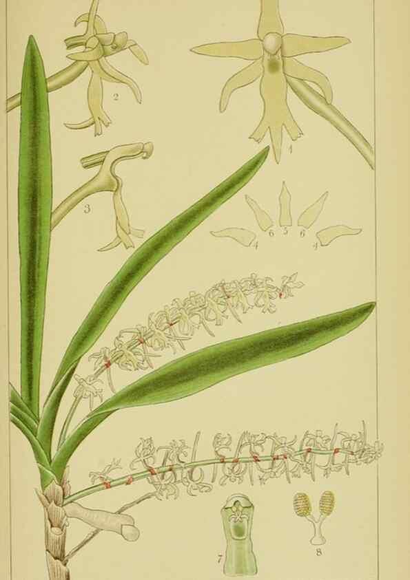 Reproducción/Reproduction 9730834263: Icones orchidearum austro-africanarum extra-tropicarum :. London :W. Wesley,1896-1913.