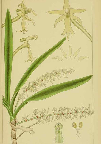 Reproducción/Reproduction 9730834263: Icones orchidearum austro-africanarum extra-tropicarum :. London :W. Wesley,1896-1913.