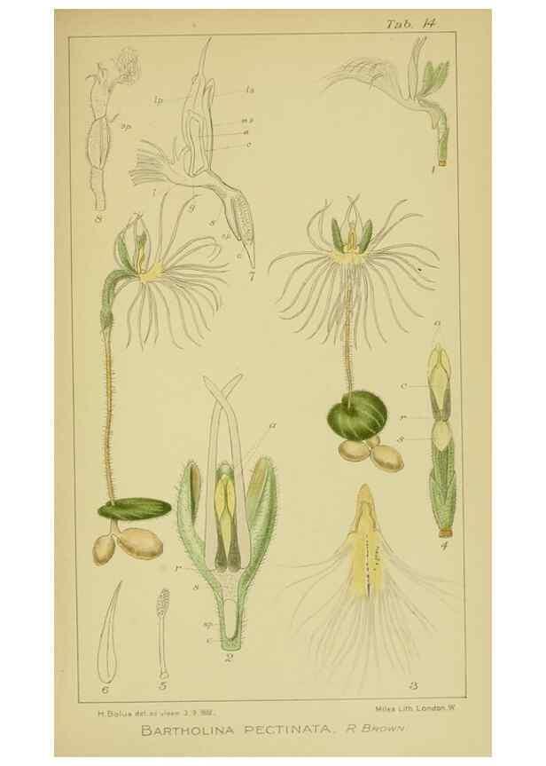 Reproducción/Reproduction 9730835751: Icones orchidearum austro-africanarum extra-tropicarum :. London :W. Wesley,1896-1913.