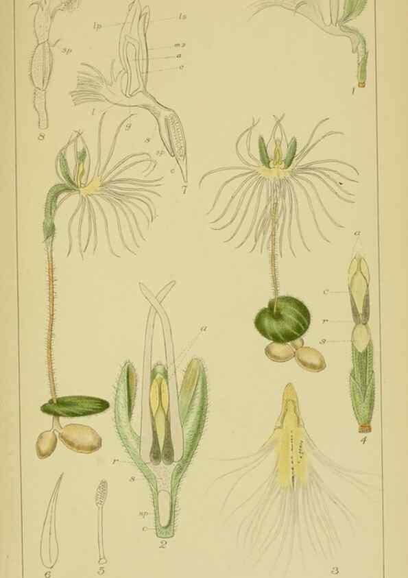 Reproducción/Reproduction 9730835751: Icones orchidearum austro-africanarum extra-tropicarum :. London :W. Wesley,1896-1913.