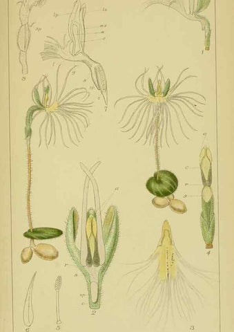 Reproducción/Reproduction 9730835751: Icones orchidearum austro-africanarum extra-tropicarum :. London :W. Wesley,1896-1913.