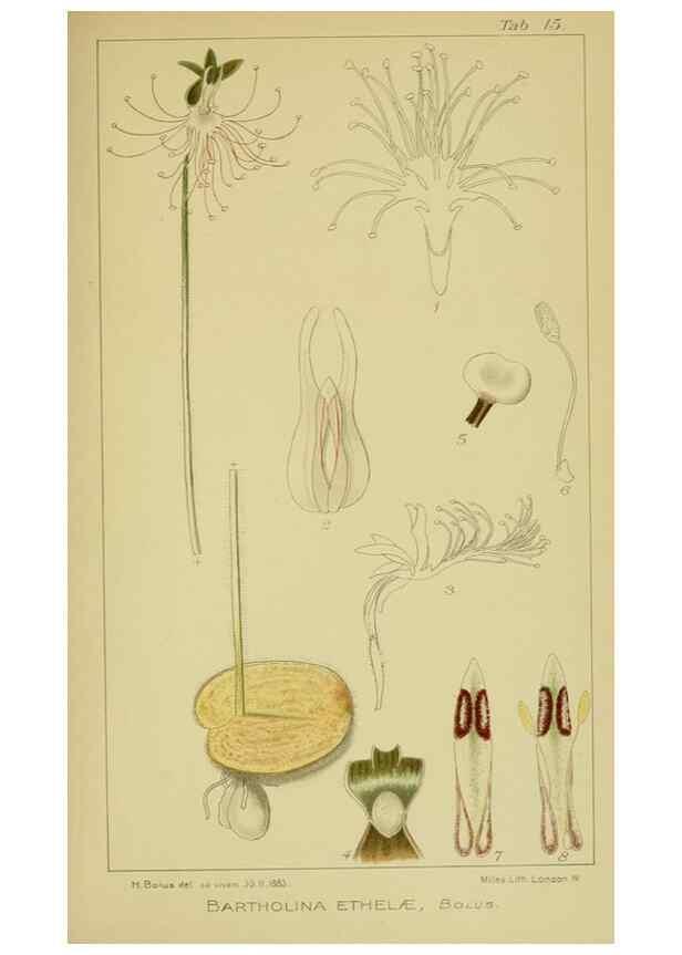 Reproducción/Reproduction 9734066824: Icones orchidearum austro-africanarum extra-tropicarum :. London :W. Wesley,1896-1913.