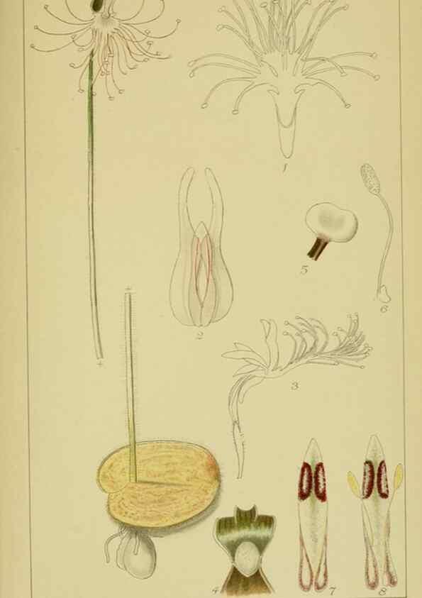 Reproducción/Reproduction 9734066824: Icones orchidearum austro-africanarum extra-tropicarum :. London :W. Wesley,1896-1913.