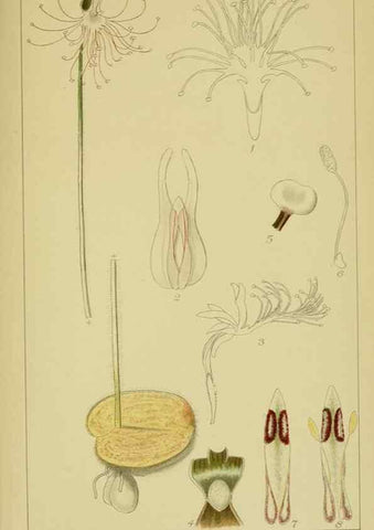 Reproducción/Reproduction 9734066824: Icones orchidearum austro-africanarum extra-tropicarum :. London :W. Wesley,1896-1913.