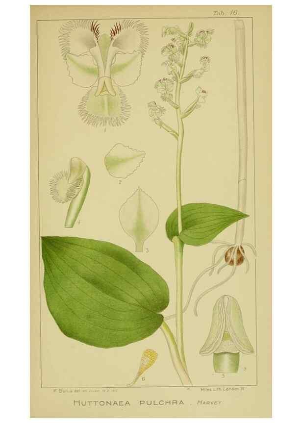 Reproducción/Reproduction 9734068880: Icones orchidearum austro-africanarum extra-tropicarum :. London :W. Wesley,1896-1913.