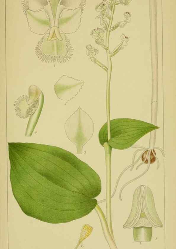 Reproducción/Reproduction 9734068880: Icones orchidearum austro-africanarum extra-tropicarum :. London :W. Wesley,1896-1913.
