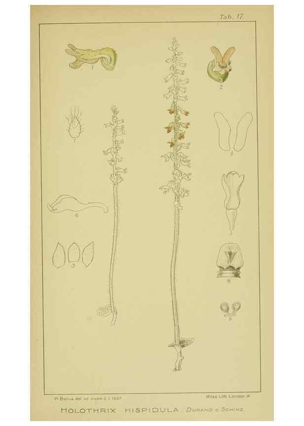 Reproducción/Reproduction 9730842463: Icones orchidearum austro-africanarum extra-tropicarum :. London :W. Wesley,1896-1913.
