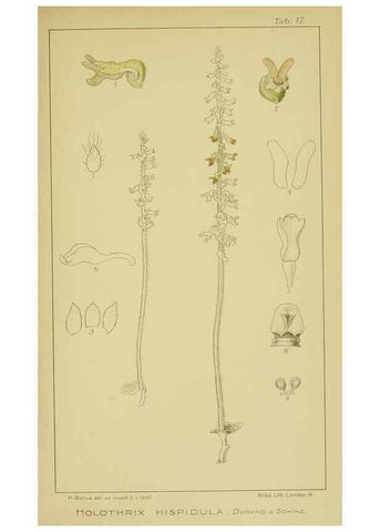 Reproducción/Reproduction 9730842463: Icones orchidearum austro-africanarum extra-tropicarum :. London :W. Wesley,1896-1913.