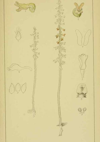 Reproducción/Reproduction 9730842463: Icones orchidearum austro-africanarum extra-tropicarum :. London :W. Wesley,1896-1913.