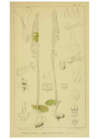 Reproducción/Reproduction 9730844197: Icones orchidearum austro-africanarum extra-tropicarum :. London :W. Wesley,1896-1913.