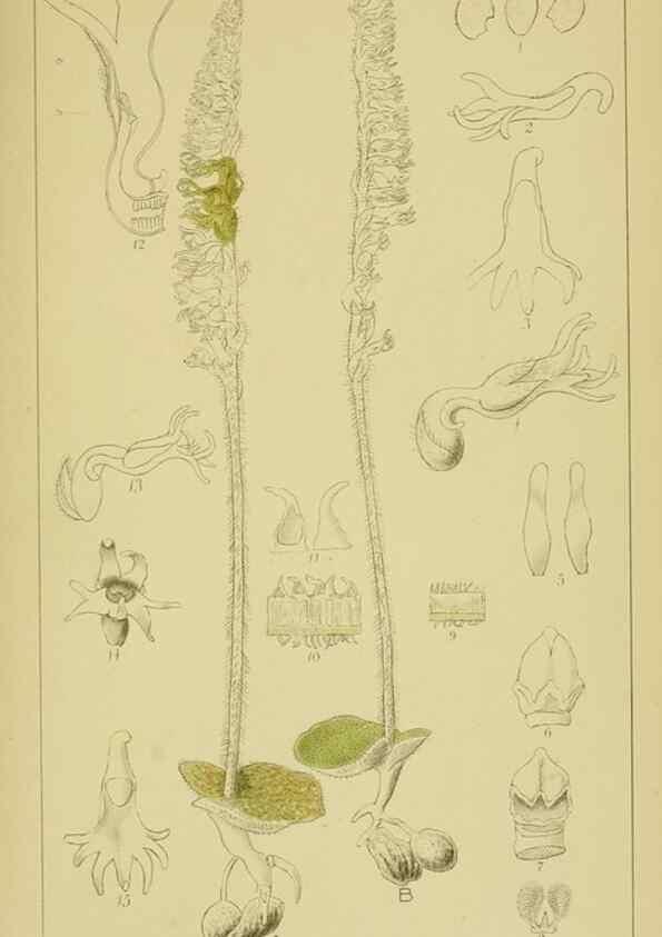 Reproducción/Reproduction 9730844197: Icones orchidearum austro-africanarum extra-tropicarum :. London :W. Wesley,1896-1913.