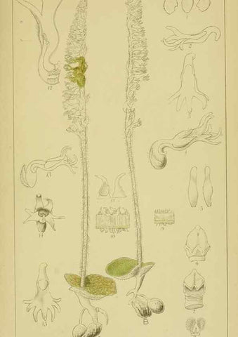 Reproducción/Reproduction 9730844197: Icones orchidearum austro-africanarum extra-tropicarum :. London :W. Wesley,1896-1913.