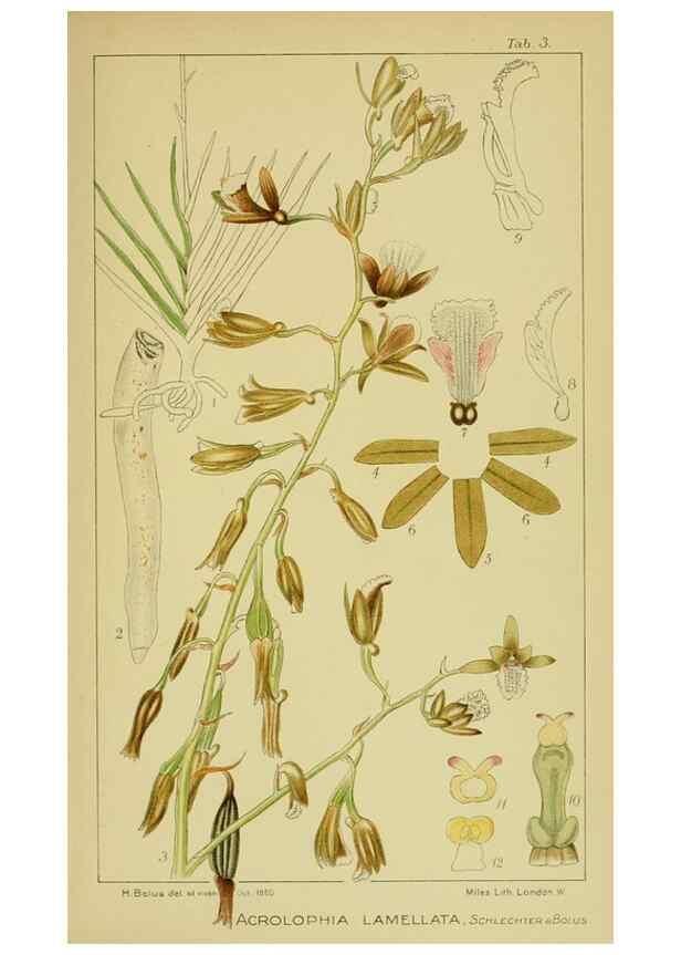 Reproducción/Reproduction 9730685277: Icones orchidearum austro-africanarum extra-tropicarum :. London :W. Wesley,1896-1913.