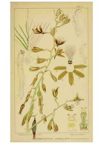 Reproducción/Reproduction 9730685277: Icones orchidearum austro-africanarum extra-tropicarum :. London :W. Wesley,1896-1913.
