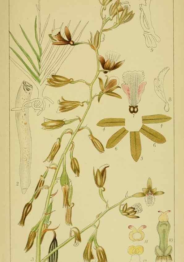 Reproducción/Reproduction 9730685277: Icones orchidearum austro-africanarum extra-tropicarum :. London :W. Wesley,1896-1913.
