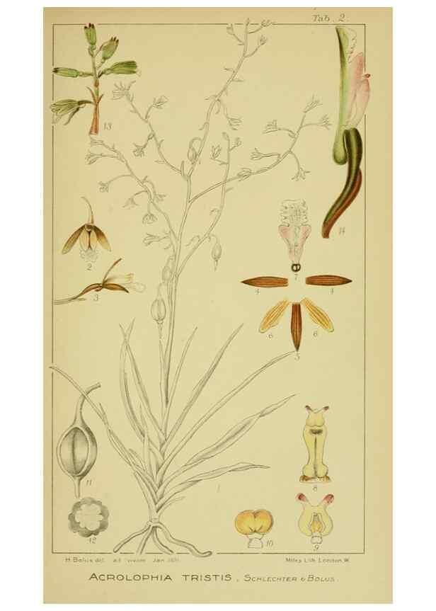 Reproducción/Reproduction 9730683685: Icones orchidearum austro-africanarum extra-tropicarum :. London :W. Wesley,1896-1913.
