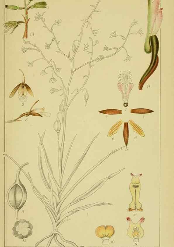Reproducción/Reproduction 9730683685: Icones orchidearum austro-africanarum extra-tropicarum :. London :W. Wesley,1896-1913.