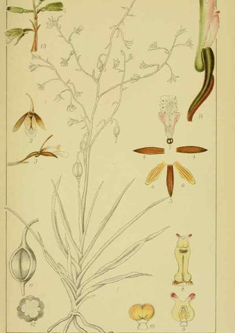 Reproducción/Reproduction 9730683685: Icones orchidearum austro-africanarum extra-tropicarum :. London :W. Wesley,1896-1913.