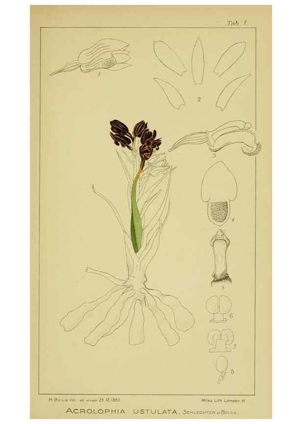 Reproducción/Reproduction 9730682451: Icones orchidearum austro-africanarum extra-tropicarum :. London :W. Wesley,1896-1913.