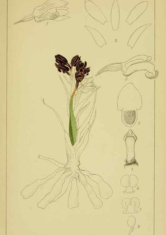 Reproducción/Reproduction 9730682451: Icones orchidearum austro-africanarum extra-tropicarum :. London :W. Wesley,1896-1913.