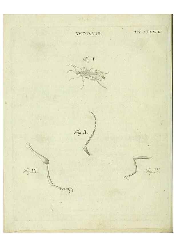 Reproducción/Reproduction 9733652516: Iacobi Christiani Shaefferi Icones insectorvm circa Ratisbonam :. Ratisbonae :Typis Zeitlerianis,1791.