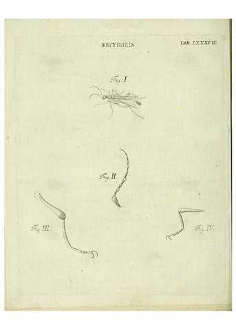 Reproducción/Reproduction 9733652516: Iacobi Christiani Shaefferi Icones insectorvm circa Ratisbonam :. Ratisbonae :Typis Zeitlerianis,1791.
