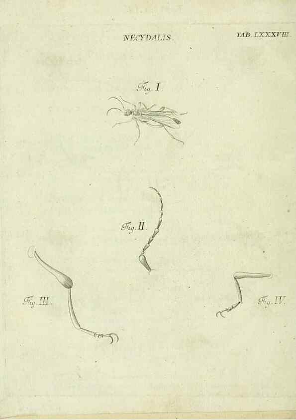 Reproducción/Reproduction 9733652516: Iacobi Christiani Shaefferi Icones insectorvm circa Ratisbonam :. Ratisbonae :Typis Zeitlerianis,1791.