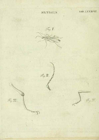 Reproducción/Reproduction 9733652516: Iacobi Christiani Shaefferi Icones insectorvm circa Ratisbonam :. Ratisbonae :Typis Zeitlerianis,1791.