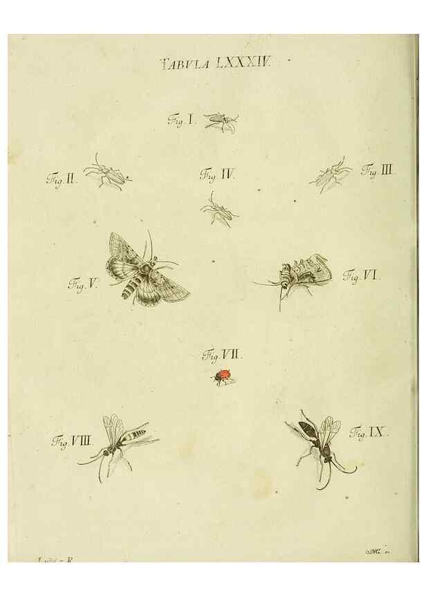 Reproducción/Reproduction 9733421672: Iacobi Christiani Shaefferi Icones insectorvm circa Ratisbonam :. Ratisbonae :Typis Zeitlerianis,1791.