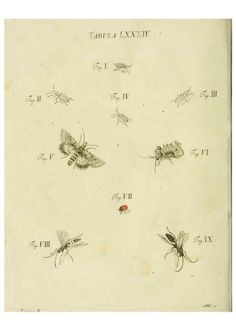Reproducción/Reproduction 9733421672: Iacobi Christiani Shaefferi Icones insectorvm circa Ratisbonam :. Ratisbonae :Typis Zeitlerianis,1791.
