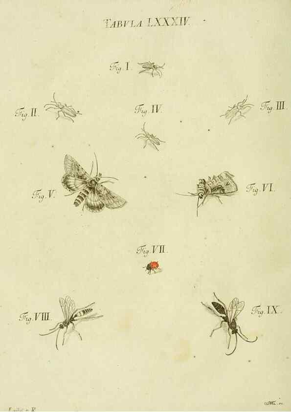 Reproducción/Reproduction 9733421672: Iacobi Christiani Shaefferi Icones insectorvm circa Ratisbonam :. Ratisbonae :Typis Zeitlerianis,1791.