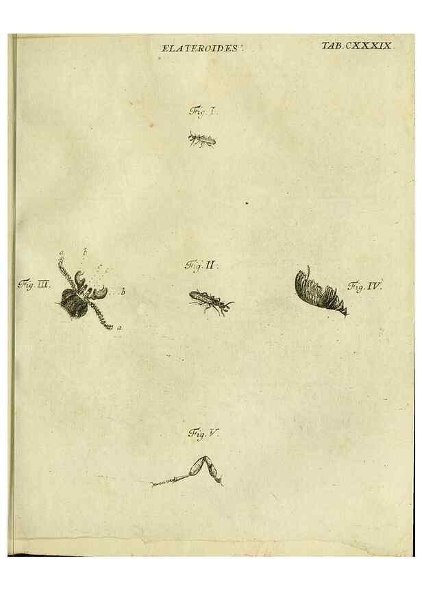 Reproducción/Reproduction 9733422586: Iacobi Christiani Shaefferi Icones insectorvm circa Ratisbonam :. Ratisbonae :Typis Zeitlerianis,1791.