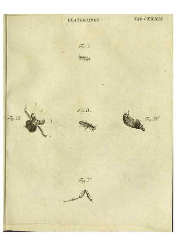 Reproducción/Reproduction 9733422586: Iacobi Christiani Shaefferi Icones insectorvm circa Ratisbonam :. Ratisbonae :Typis Zeitlerianis,1791.