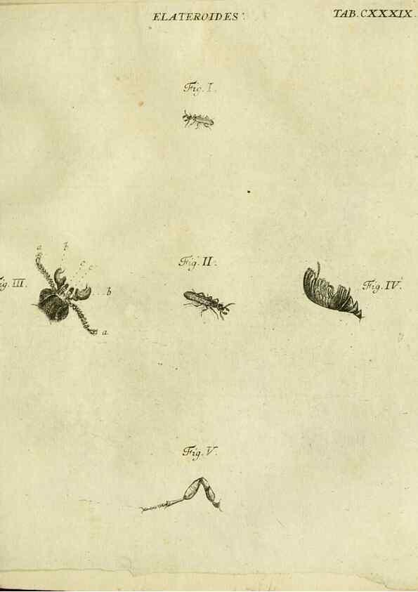 Reproducción/Reproduction 9733422586: Iacobi Christiani Shaefferi Icones insectorvm circa Ratisbonam :. Ratisbonae :Typis Zeitlerianis,1791.